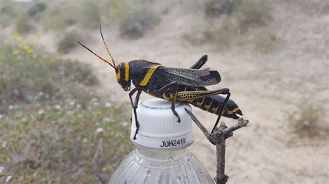 top    oz bottle biggest grasshopperlocust ive
