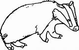 Badger Coloring Pages Designlooter Printable 1100 704px 29kb Getcolorings sketch template