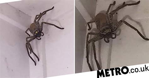 Woman Finds Massive Huntsman Spider At Home In Queensland Australia
