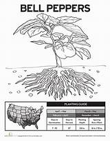Bell Pepper Worksheet Peppers Planting Plants Plant Choose Board Coloring Pages Education sketch template