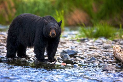 bear  feasting  human remains  body parts scattered  great smoky mountains campsite