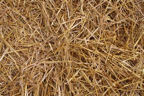 straw  hay bedding  ground   minnesota state fair flickr