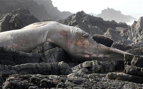 Enormous Dead Fin Whale Washed Up On Devon Coast Shows