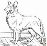 Collie Kleurplaat Ausmalen Owczarek Rough Pies Szkocki Supercoloring Kolorowanka Terrier Długowłosy Drukuj sketch template