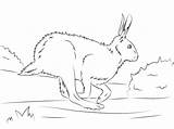 Hare Mammals Hares Runs sketch template