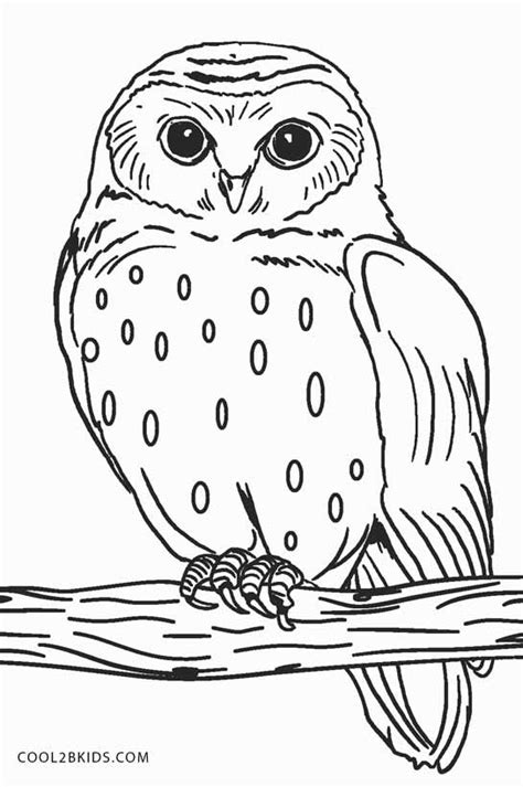 owls  colouring pages