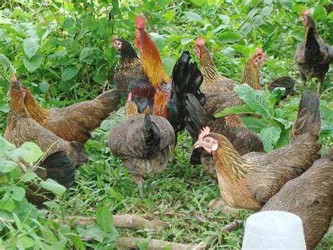 benefits  rearing darag native chickens   philippines manigo agri business park