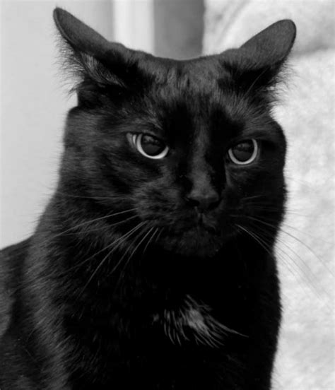 gambar kucing lucu warna hitam keren gratis