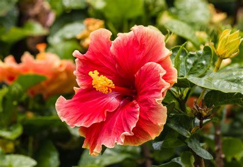 chinese hibiscus description flower  cultivation facts