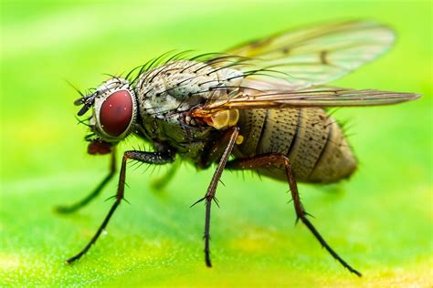 fau tolerance  stress   trade   fruit flies age