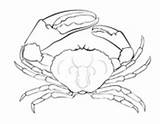 Coloring Crustacean Pages Crab Tasmanian Giant sketch template