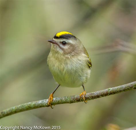 photographing  golden crowned kinglet   quick exposure check