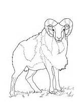 Sheep Coloring Mouflon Wild Pages Printable Bighorn Mountain Rocky Color Supercoloring Drawing Animal Version Click Colouring Categories Online sketch template