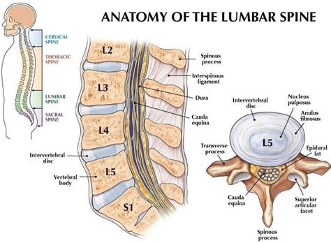 relief    pain  lumbrosacral radiculopathy
