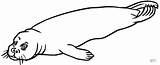 Seehund Ausdrucken Ausmalbild sketch template