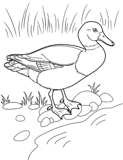 printable duck coloring pages