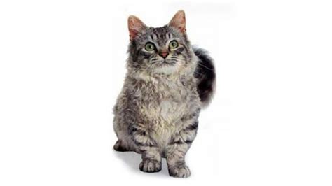 skookum cat characteristics behavior  curiosities cat breeds tokyvideo