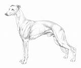 Whippet Greyhound Windhunde Svenska Windhund Skk sketch template