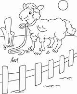 Coloring Pages Fence Sheep Kids Animals Picket Print Drawing Colouring Printable Sheets Getdrawings Domestic Color Getcolorings Coloring2print Young sketch template