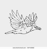 Jackdaw Western Coloring Designlooter Bird Magpie Blackbird Drawn Pencil Graphics Hand Small sketch template