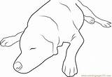 Sleeping Dog Template Coloring Pages sketch template