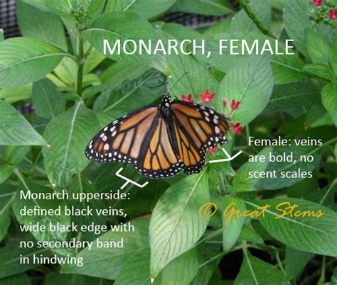 Distinguishing Queens Monarchs And Others Great Stems