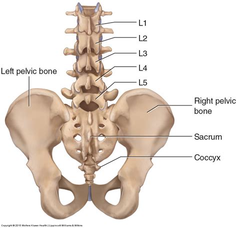 bones   lumbar spine  pelvis