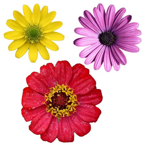 isolated flower clipart  stock photo public domain pictures
