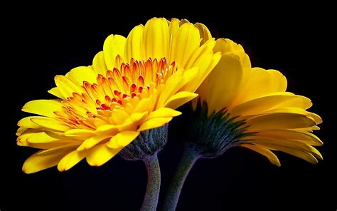 27 Nature Yellow Flower Wallpaper Basty Wallpaper