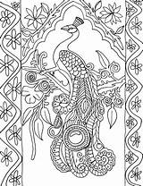 Peacock Coloring Drawings Pages Line Peacocks Feather sketch template
