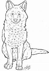 Dhole Lineart Canis Simensis sketch template