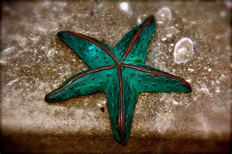 cool starfish starfish animals tatoos