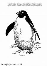 Arctic Animal Intheplayroom Penguin Playroom Tundra sketch template