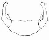 Hyoid Bone Unlabeled Labeled Posterior Lesser sketch template
