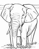 Elephant African Elefante Africano Coloringsky Netart sketch template