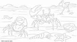 Crab Fiddler Mud Designlooter Lizard sketch template
