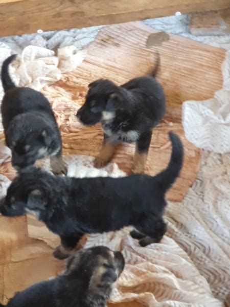 German Shepherd Puppies For Sale 4 X Male And 4 Female