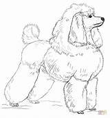 Poodle Coloring Toy Pages Draw Drawing Printable Poodles Step Clipart Desenho Dogs Drawings Clip Paper Popular sketch template