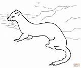 Ermine Coloring Pages Color Taiga Muskrat Animals Kids Printable Tundra Drawing Arctic Stoat sketch template