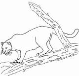 Colorare Ausmalbilder Disegni Pantera Schwarzer Giaguari Jaguars Coloriages Bambini Animali sketch template