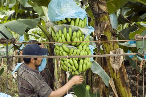 cleaning irrigation filters banana farm forsta filters