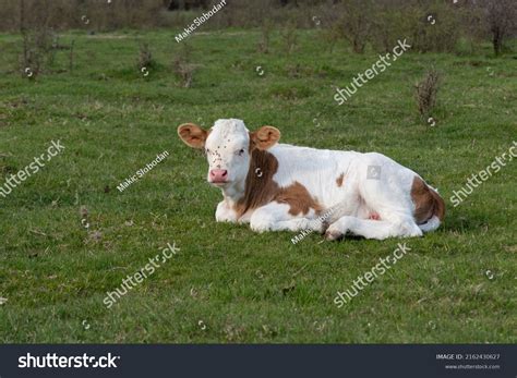 cows lying  images stock  vectors shutterstock