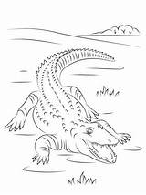 Coloring Crocodile Pages Nile Crocodiles Cute Reptiles Parentune Kids Printable Worksheets sketch template