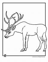 Coloring Deer Pages Print Tailed Buck Printable Doe Antlers Animal Clipart Popular Printer Send Button Special Only Click Use Whitetail sketch template