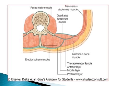thoracolumbar fascia lumbar  fascia deep fascia encloses
