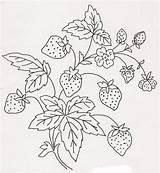Fragole Disegni Ricamare Ricamo Strawberries Bordado Frutta Coloring Magiedifilo Jeninemd Strawberry Patrones Facilisimo Crewel Ricami Beadwork Tela Metis Fresas Uncinetto sketch template