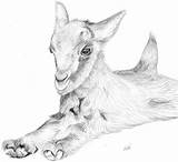 Pencil Goats Cabras козы Artists sketch template