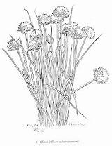 Coloring Herb Chives sketch template