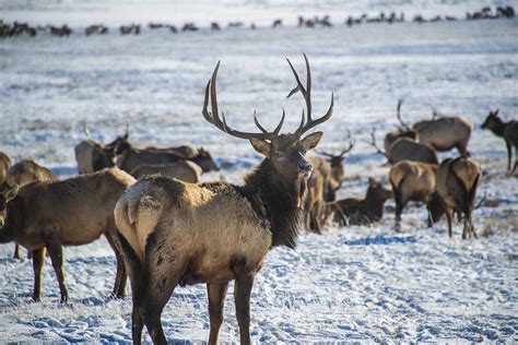 National Elk Refuge Sleigh Rides Jackson Hole Traveler