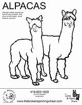Alpaca Coloring Pages Printable Llama Cute Template Getcolorings Drawing Color sketch template